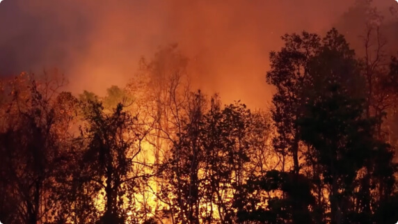 What’s happening to the Amazon rainforest? Image